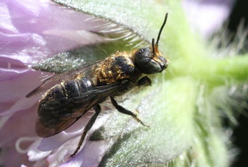 Réf. 186 175 : Chelostoma rapunculi